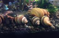 龙宫螺养殖全攻略：好养、易繁殖、不爆缸
