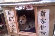 杭州大爷的中华田园犬办证遭拒，