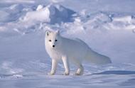 穿越3605公里，76天的北极狐史诗之旅：背后的真相令人泪目