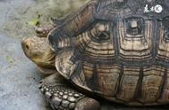 家里养的巴西龟：能否食用与放生的探讨