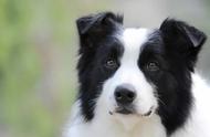 探索聪明可爱的狗狗世界：六种推荐犬种