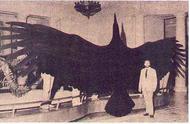 揭秘世界上最大的鹰：阿根廷巨鸟