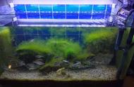 黑壳虾的除藻能力：鱼缸的适用性探讨