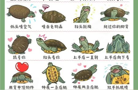 揭秘龟言龟语：与宠物龟建立更深的情感联系