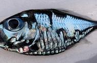 深海神秘生物：日本渔民捕获的迷人鱼类