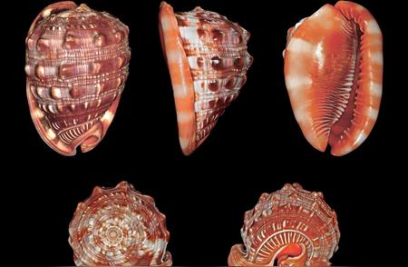 揭秘世界十大著名海螺，你知道其中一种已经生存了多久吗？