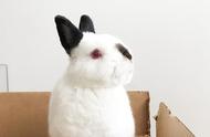 喜马拉雅兔：不仅会卖萌，还有变色技能，太方便了！