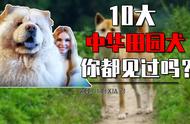 中华田园犬的十大品种，你家的小土狗可能比外国狗更稀有