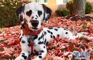 美国斑点狗的'心形'黑眼圈：一种灼热的目光表达爱意