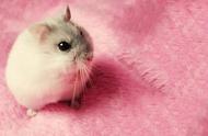 世界上最可爱的仓鼠：寿命虽短，却成为理想的宠物