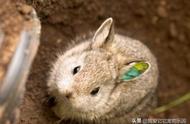 侏儒兔的智力年龄是多少？