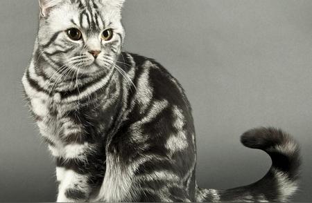 探索小猫的多样性：了解不同种类的小猫