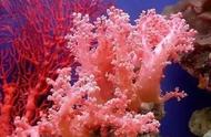 珊瑚美景：分享令人惊叹的水下世界
