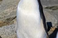 解密阿德利企鹅：它们真的有那么不要脸吗？