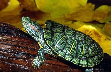 解密巴西龟养殖：水陆双环境哪种更好？