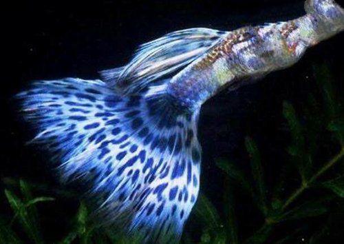 世界10大长得最美的鱼，孔雀鱼第二，第一美若仙子，你喜欢吗？