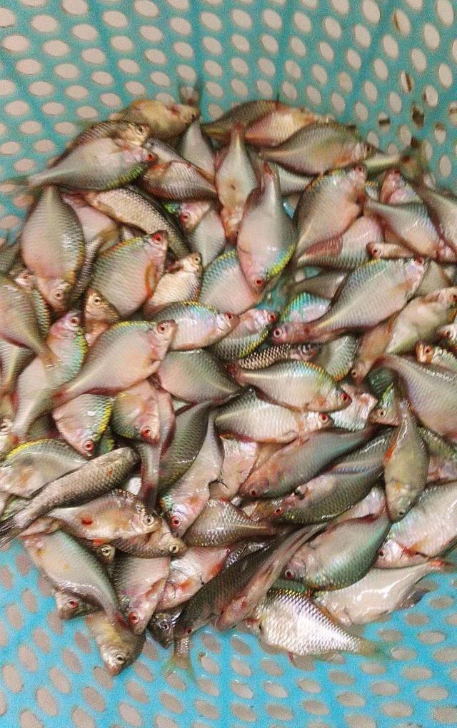 农村最挑水质的鱼——屎盖皮，一斤几十块，有价无货