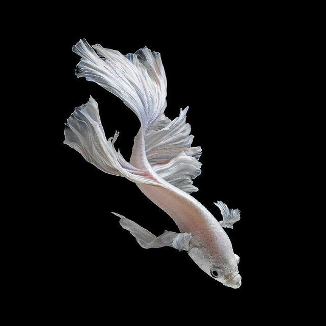 水中的舞者，欣赏暹罗斗鱼的体态之美